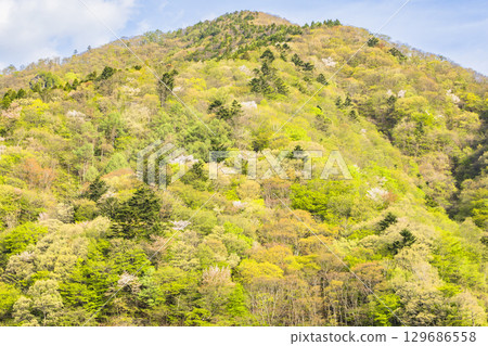 Vibrant fresh greenery around Lake Okushima 129686558