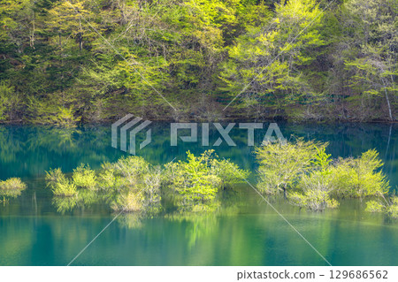 奧島湖生氣勃勃的新綠 129686562