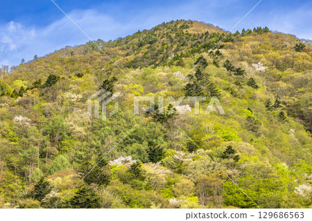 奧島湖周圍生機勃勃的新鮮綠地 奧島湖周圍生機勃勃的新鮮綠地 129686563