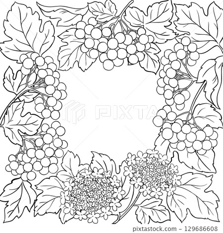 Guelder Rose Branch with Berries Outline Frame. Guelder Rose Branch with Berries Outline Frame. 129686608