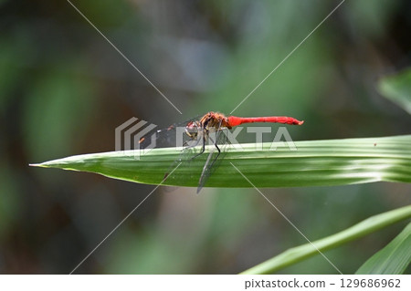 紅蜻蜓 129686962