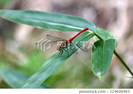 紅蜻蜓 129686963