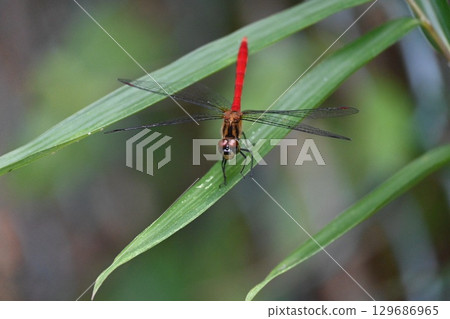紅蜻蜓 129686965