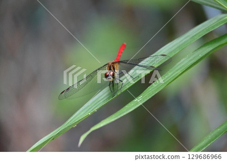 紅蜻蜓 129686966