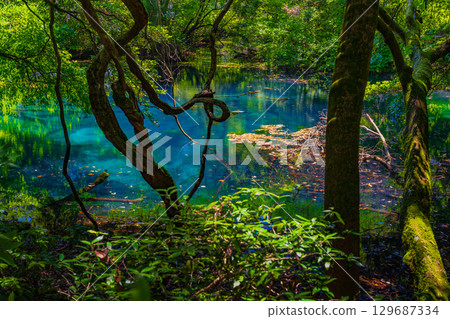 Mysterious Aoike Pond Mysterious Aoike Pond 129687334