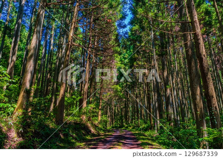 The path leading to the mysterious forest The path leading to the mysterious forest 129687339