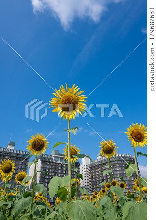 Sunflowers blooming in the sunny sky are summer flowers Sunflowers blooming in the sunny sky are summer flowers 129687631