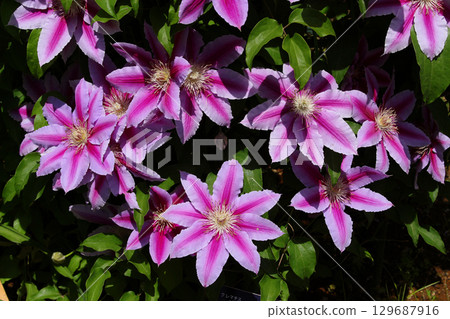 鐵線蓮花 129687916