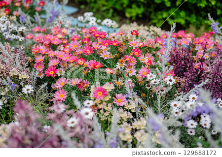 Colorful flowers planted in a flower bed 129688172