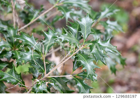 Holly olive Holly olive 129688197