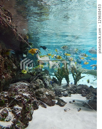 School of fish swimming underwater and sand 3 129688453