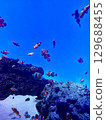 A school of clownfish swimming happily 129688455