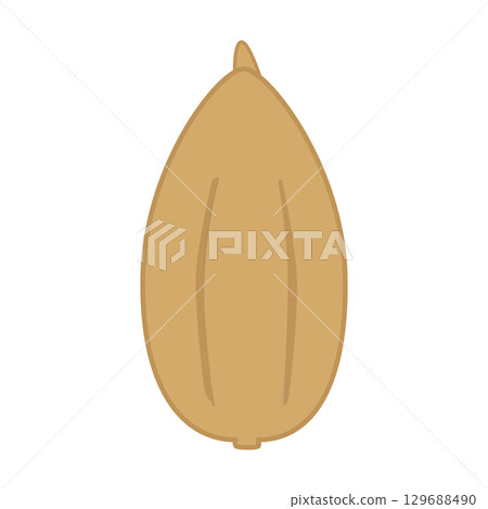 Fir illustration color 129688490