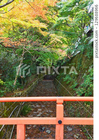 京都大原茅屋保橋上美麗的秋葉（京都府京都市左京區） 129688966