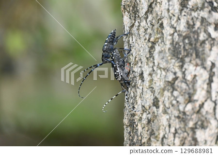 Gomadarakamikiri Gomadarakamikiri 129688981