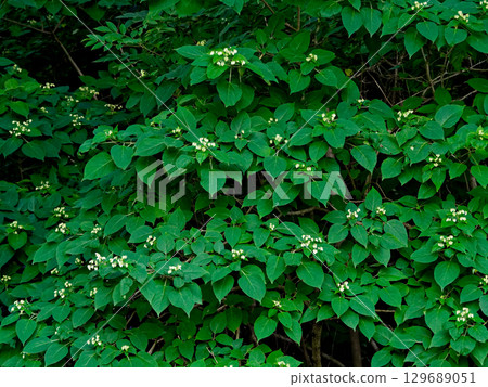 Rabbit flowers 129689051