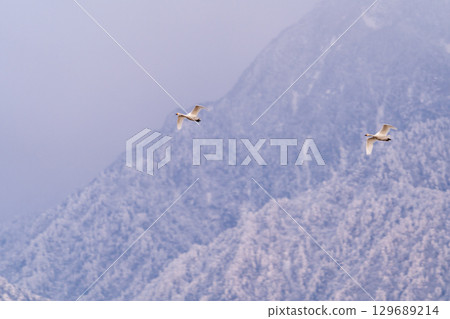 A swan flying with a bag over the snowy mountains dyed in the morning glow A swan flying with a bag over the snowy mountains dyed in the morning glow 129689214