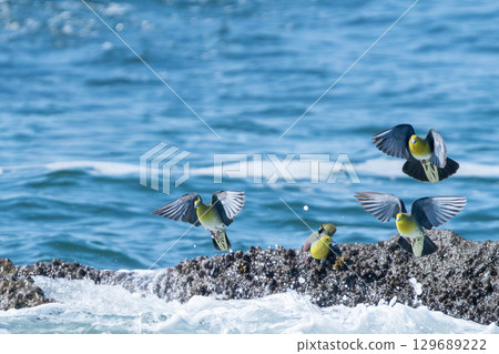 一隻綠鴿從珊瑚礁起飛 一隻綠鴿從珊瑚礁起飛 129689222