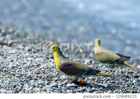 在Terugasaki海岸的Aobato 在Terugasaki海岸的Aobato 129689223