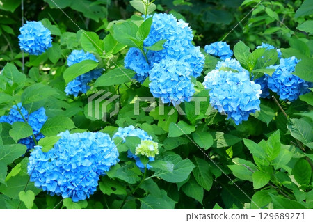 Vivid blue hydrangea flowers (Daily Life) 129689271