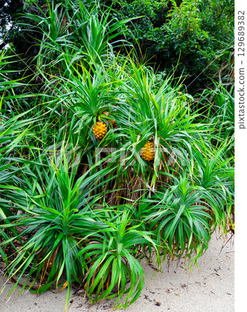 Pandanus fruit on Amami Oshima (Amami Oshima, Kagoshima Prefecture) Pandanus fruit on Amami Oshima (Amami Oshima, Kagoshima Prefecture) 129689382