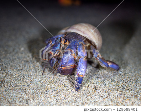 Land hermit crab (Amami Oshima, Kagoshima Prefecture) 129689401