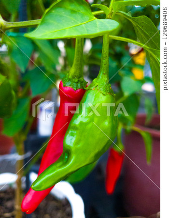 Red and green pepper grows in the garden, nature. Korea Red and green pepper grows in the garden, nature. Korea 129689408