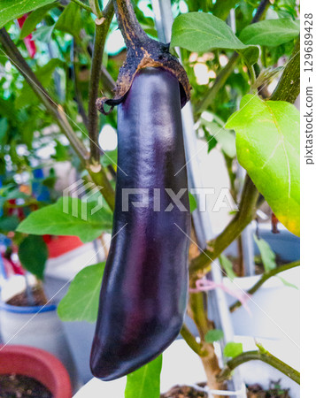Ripe purple eggplants growing on a vegetable bed in your own garden. 129689428