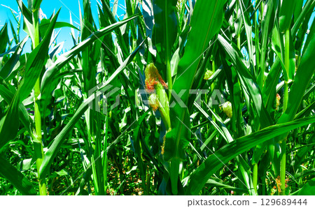Golden hour sunset over lush green corn field in the tranquil rural countryside Golden hour sunset over lush green corn field in the tranquil rural countryside 129689444