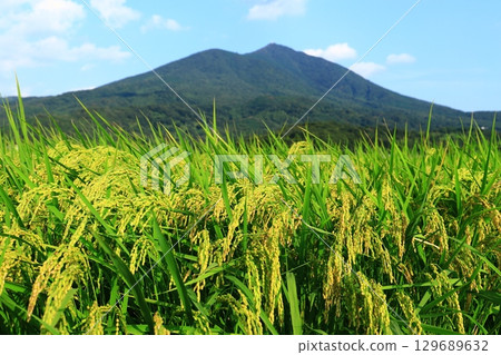 Ripened rice ears at the foot of Mount Tsukuba Ripened rice ears at the foot of Mount Tsukuba 129689632