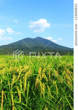 Ripened rice ears at the foot of Mount Tsukuba 129689633