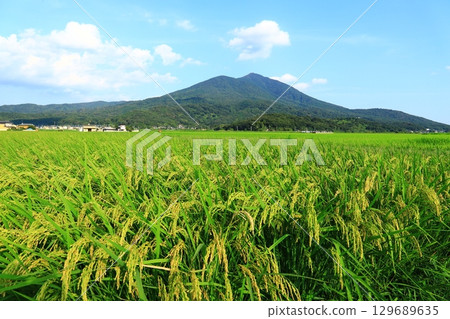 Ripened rice ears at the foot of Mount Tsukuba 129689635
