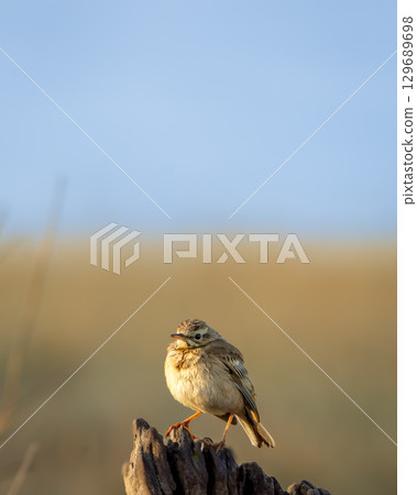 Paddyfield pipit or Oriental pipit or Anthus rufulus bird portrait perched in winter season morning safari at dhikala zone of jim corbett national park forest tiger reserve uttarakhand india asia Paddyfield pipit or Oriental pipit or Anthus rufulus bird portrait perched in winter season morning safari at dhikala zone of jim corbett national park forest tiger reserve uttarakhand india asia 129689698