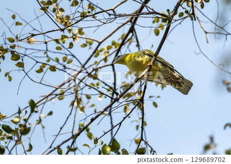 Yellow footed green pigeon or yellow legged green pigeon or Treron phoenicoptera bird perched on tree at ranthambore national park forest reserve rajasthan india Yellow footed green pigeon or yellow legged green pigeon or Treron phoenicoptera bird perched on tree at ranthambore national park forest reserve rajasthan india 129689702