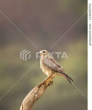 White eyed buzzard or Butastur teesa perched in natural green background in winter season safari at tal chhapar blackbuck forest sanctuary churu rajasthan india 129689703