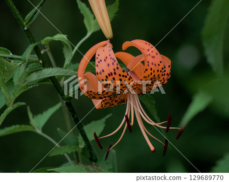 百合科虎百合開花 129689770