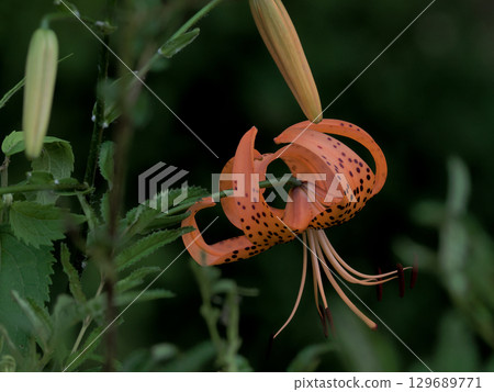 Liliaceae tiger lily flowering 129689771