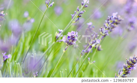A vibrant field of purple lavender flowers, with a soft focus on the background. 129689797