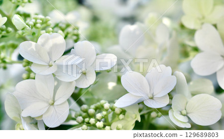 A beautiful, soft focus close-up of white hydrangea paniculata flowers and buds, a delicate and serene floral background. A beautiful, soft focus close-up of white hydrangea paniculata flowers and buds, a delicate and serene floral background. 129689803