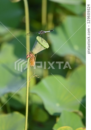 Dragonfly sticking to lotus 129689824
