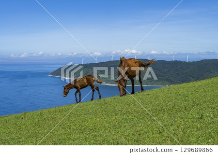 開普敦的野馬 開普敦的野馬 129689866