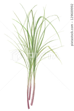 檸檬草水彩畫 檸檬草水彩畫 129689992