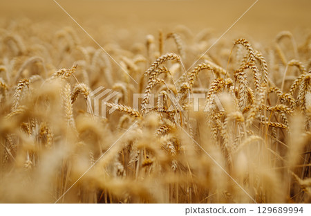 Close-up of ears of wheat. Background of ripening wheat field. Growing character of the character. Close-up of ears of wheat. Background of ripening wheat field. Growing character of the character. 129689994
