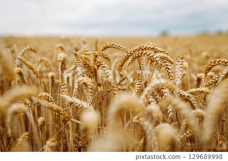 Close-up of ears of wheat. Background of ripening wheat field. Growing character of the character. 129689998