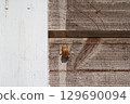 Cicada shells left on the wooden wall of a house 129690094