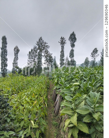 Tobacco Field Landscape Under Overcast Sky Tobacco Field Landscape Under Overcast Sky 129690346