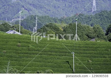 Terraced tea fields in Uji, Kyoto Terraced tea fields in Uji, Kyoto 129690508