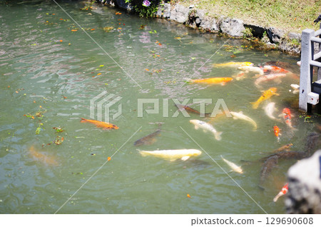 山口縣、岩國市、錦帶橋、吉光公園 129690608