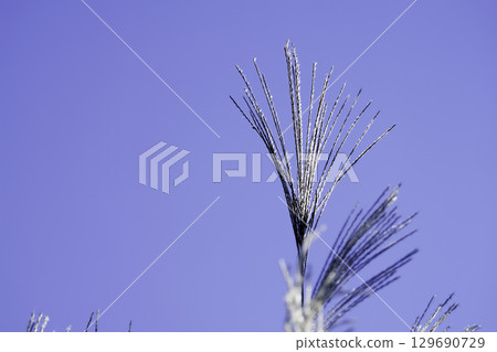 Autumn swaying in the wind Autumn swaying in the wind 129690729
