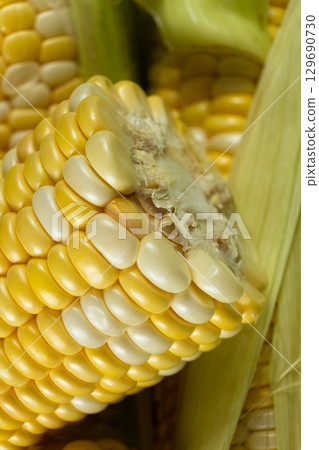 Detailed fresh raw corn cobs with natural texture close-up. 129690730